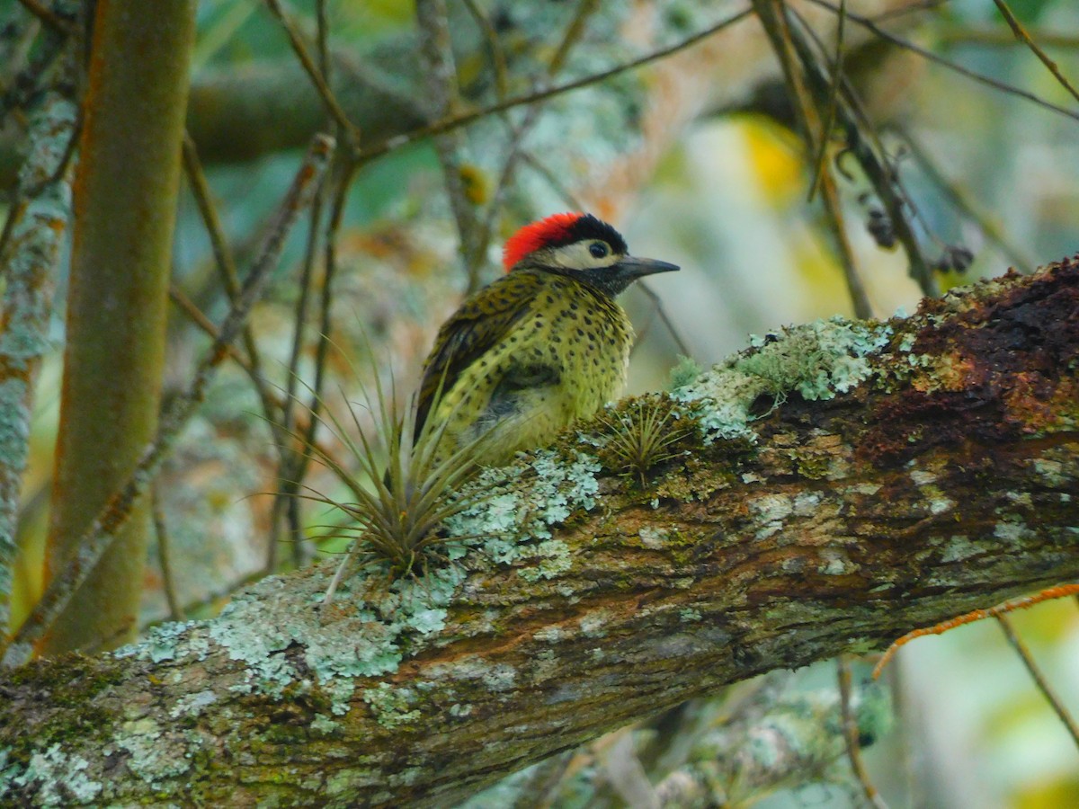 Spot-breasted Woodpecker - ML620098307
