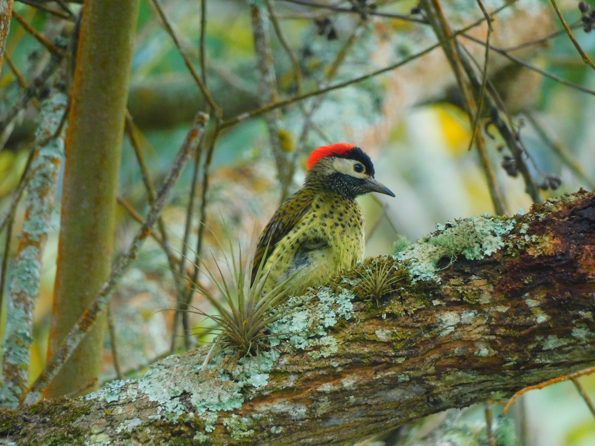 Spot-breasted Woodpecker - ML620098308