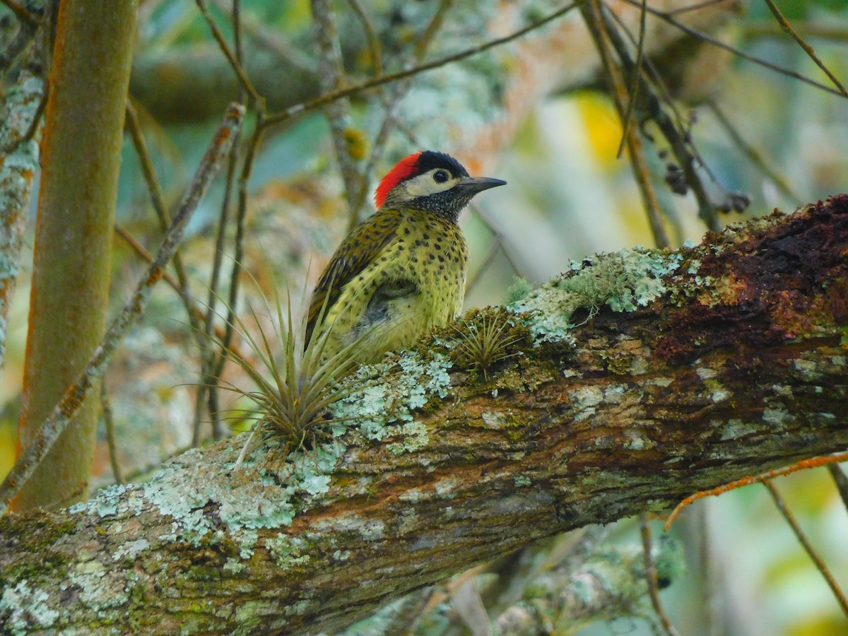 Spot-breasted Woodpecker - ML620098309