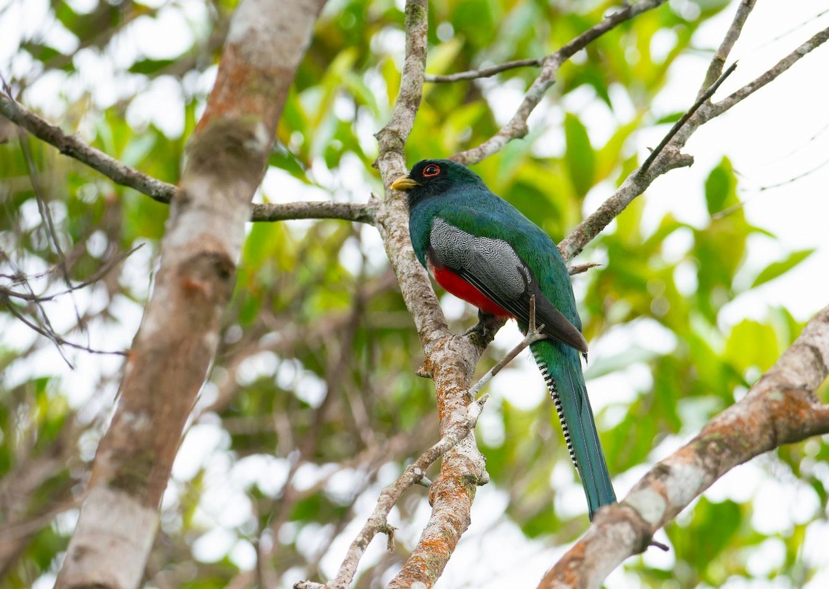 Collared Trogon - ML620098315