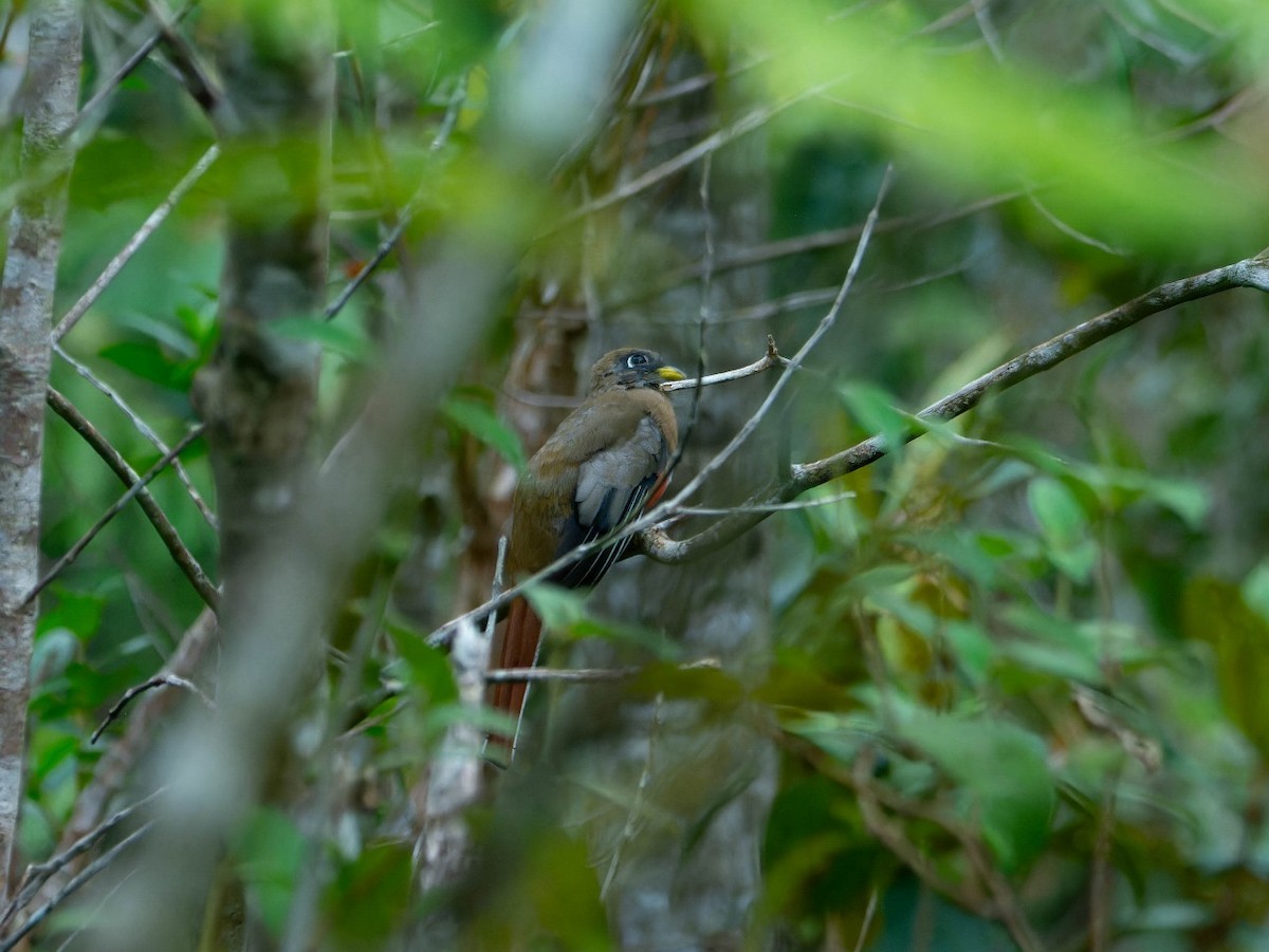 båndtrogon - ML620098316