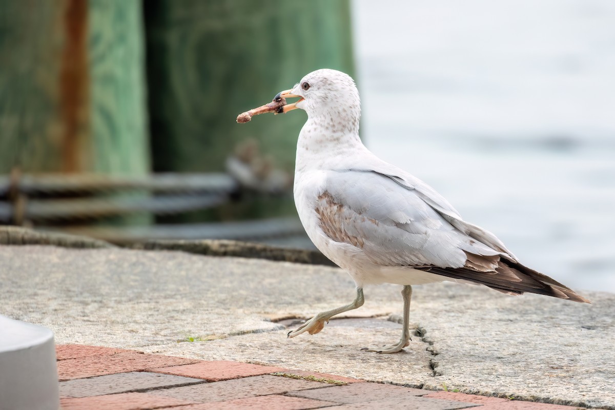 Ring-billed Gull - ML620098328