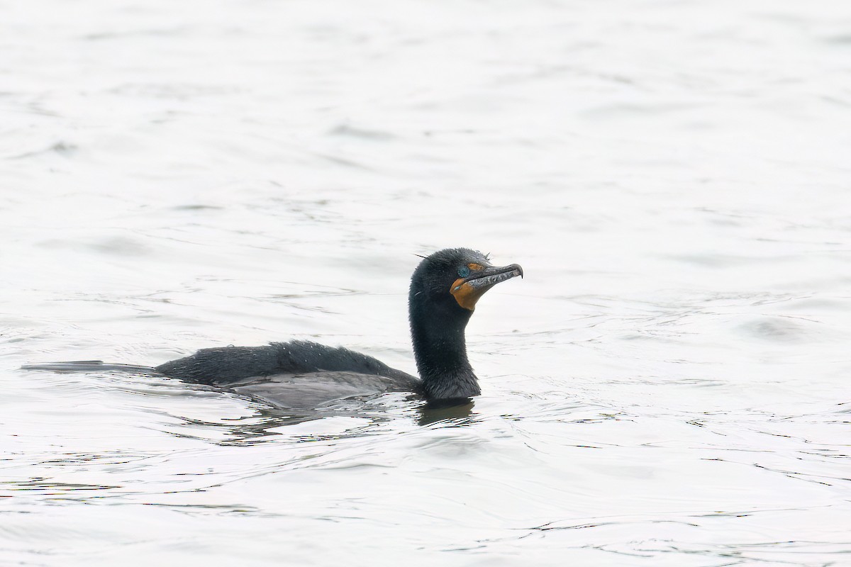 Cormoran à aigrettes - ML620098330