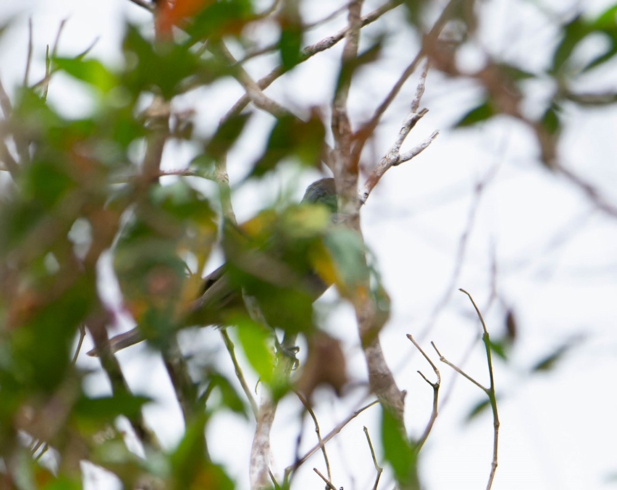 Chestnut-capped Piha - ML620098331