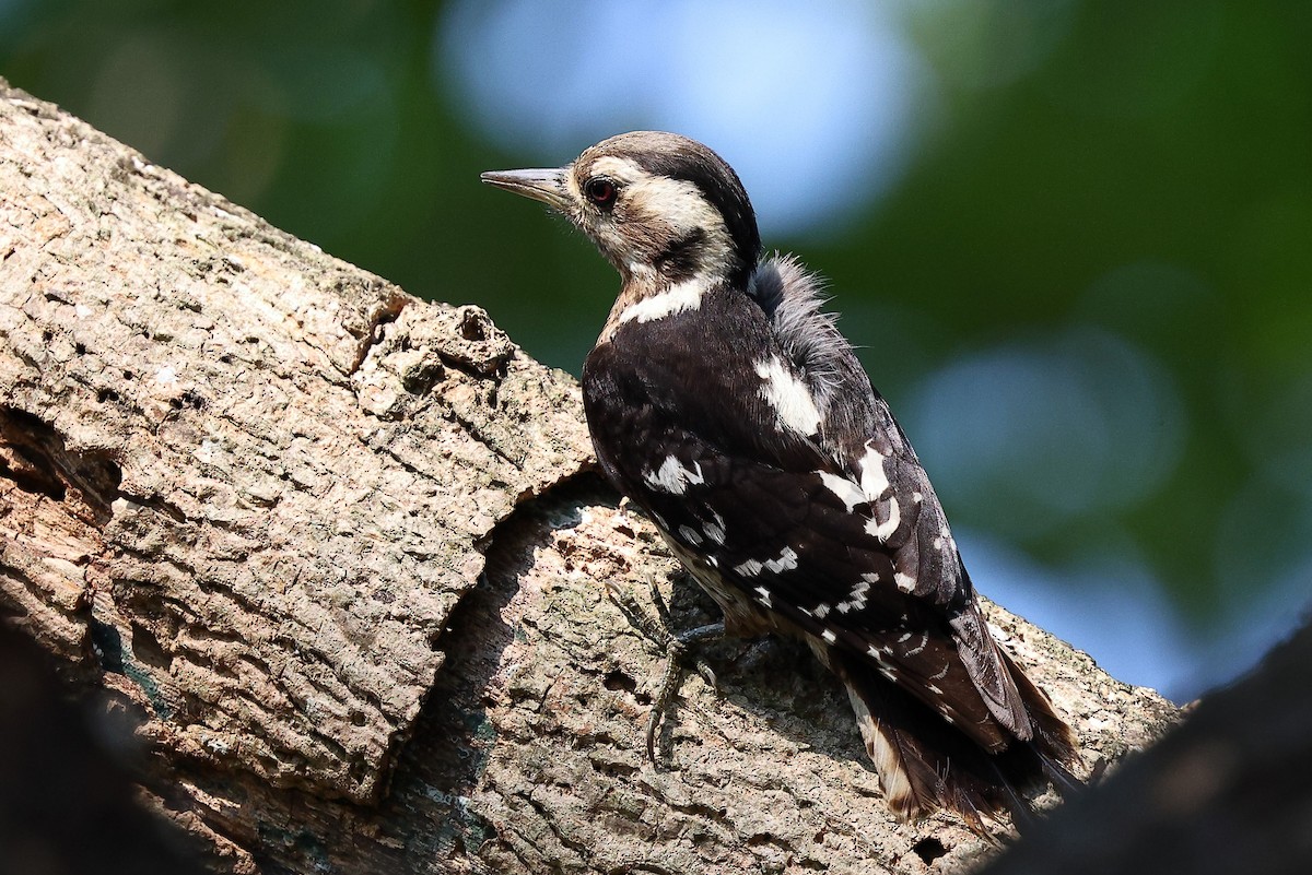 Gray-capped Pygmy Woodpecker - ML620098338