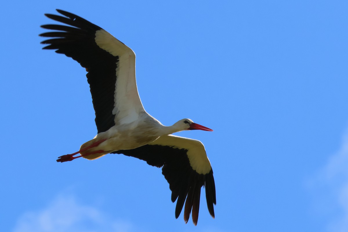 White Stork - ML620098340