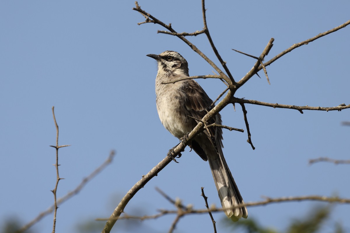 Long-tailed Mockingbird - ML620098341