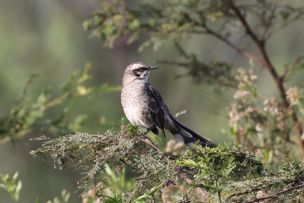 Long-tailed Mockingbird - ML620098343