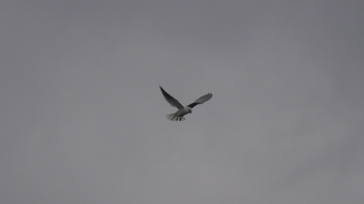 Black-shouldered Kite - ML620098344