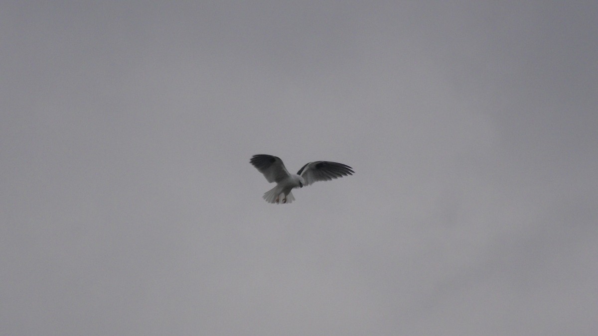 Black-shouldered Kite - ML620098345