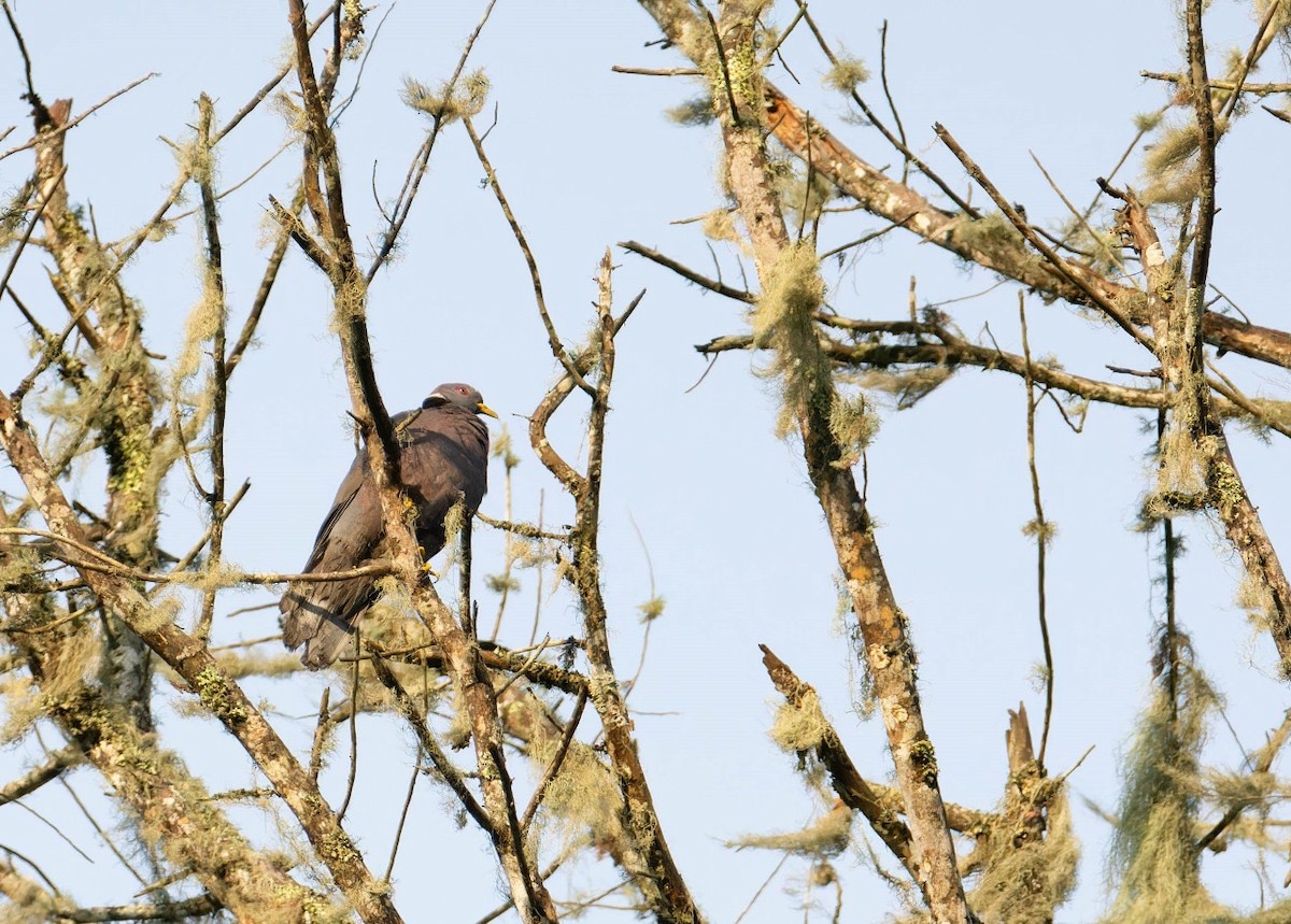 Band-tailed Pigeon - ML620098370