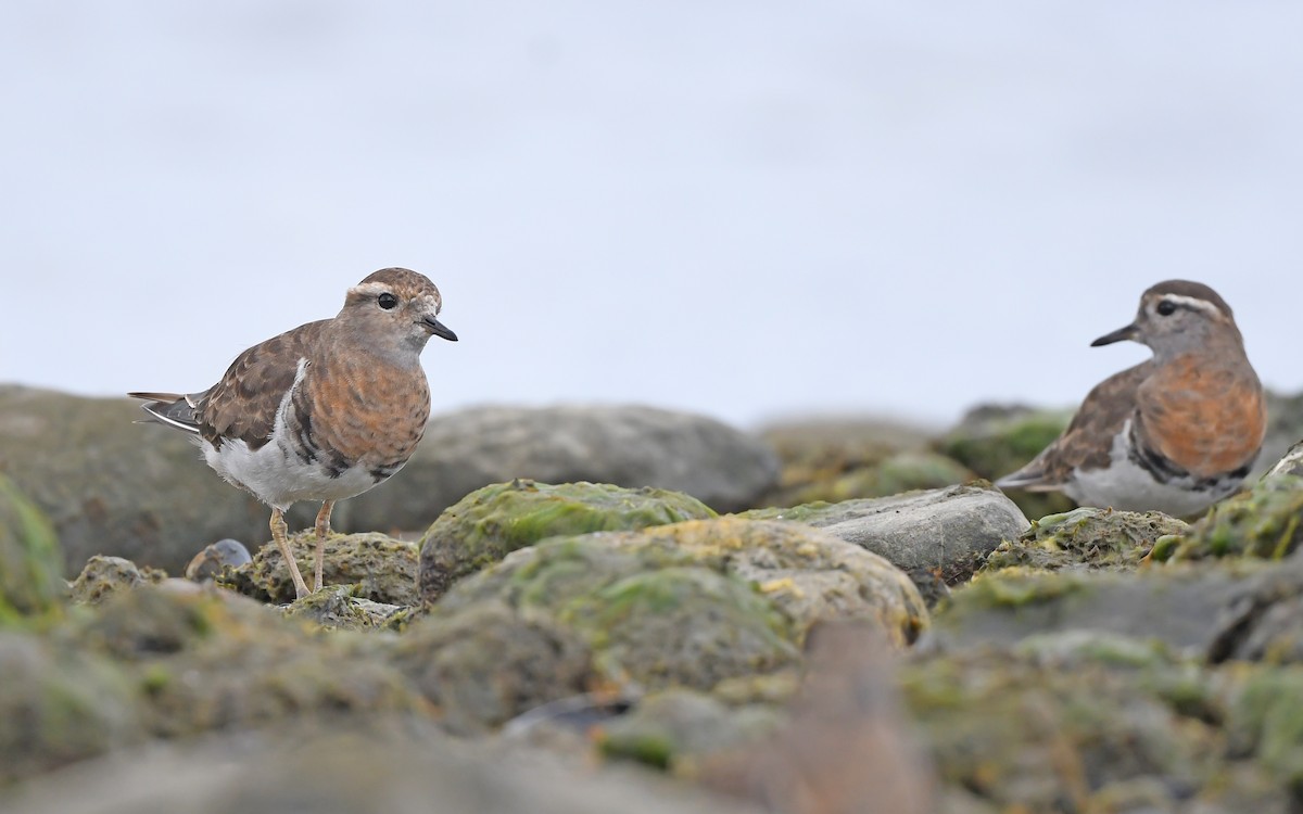 Rufous-chested Dotterel - ML620098407