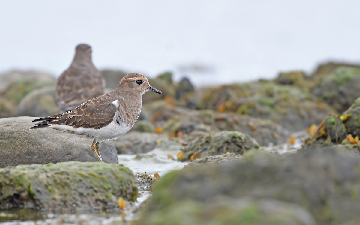 Rufous-chested Dotterel - ML620098408