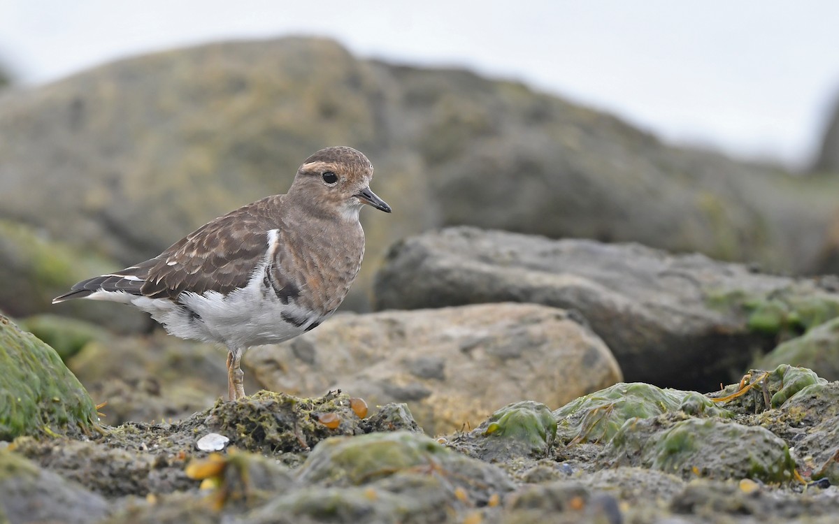 Rufous-chested Dotterel - ML620098409