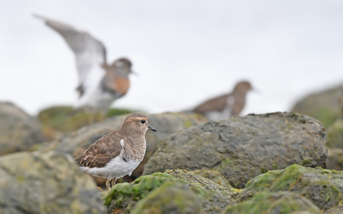 Rufous-chested Dotterel - Christoph Moning