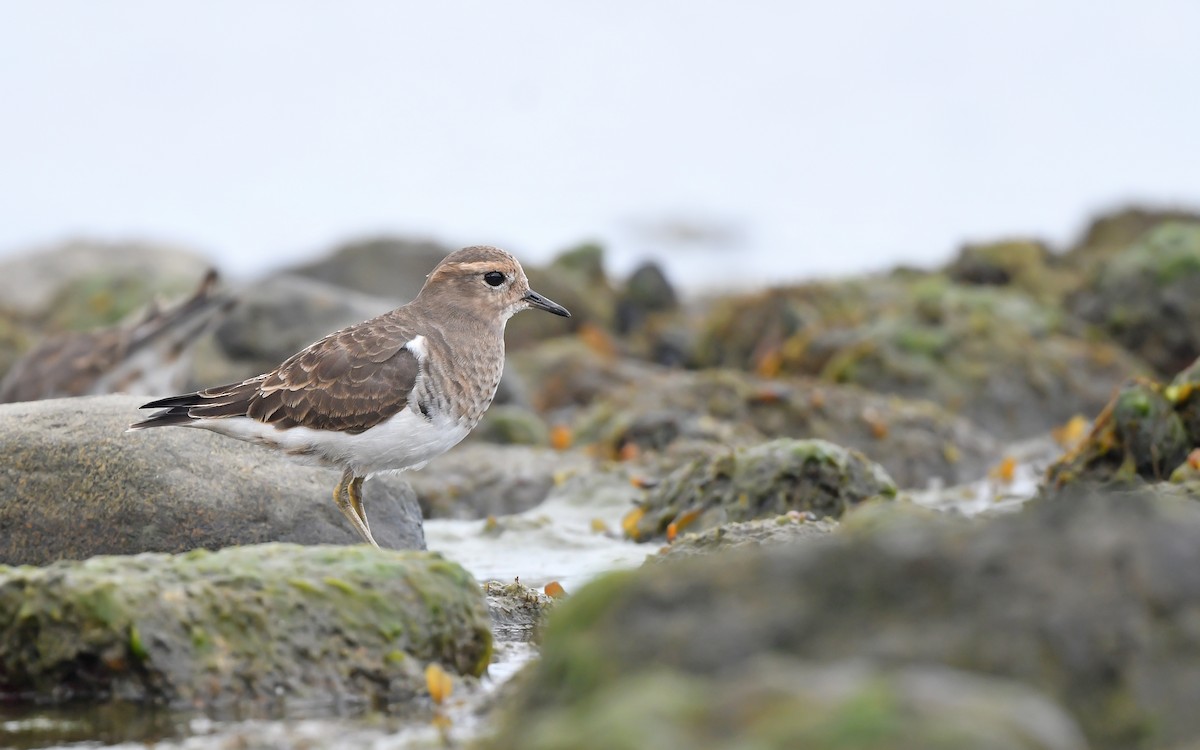 Rufous-chested Dotterel - ML620098412