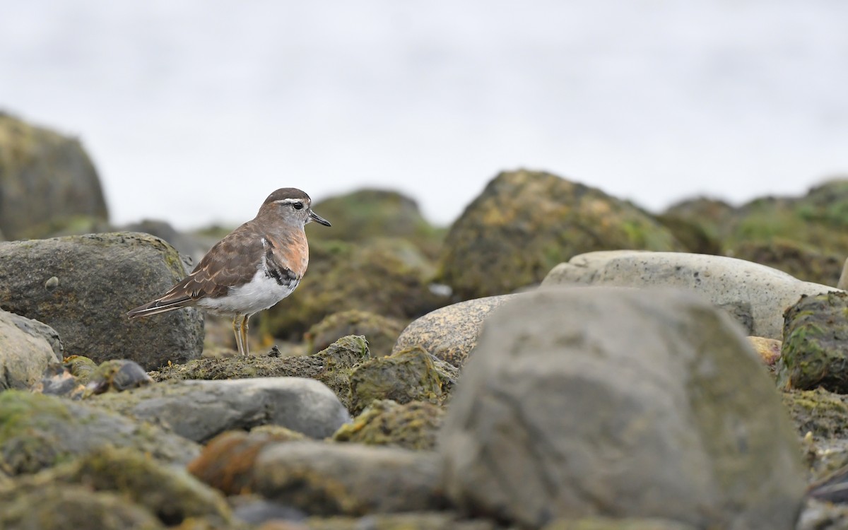 Rufous-chested Dotterel - ML620098413