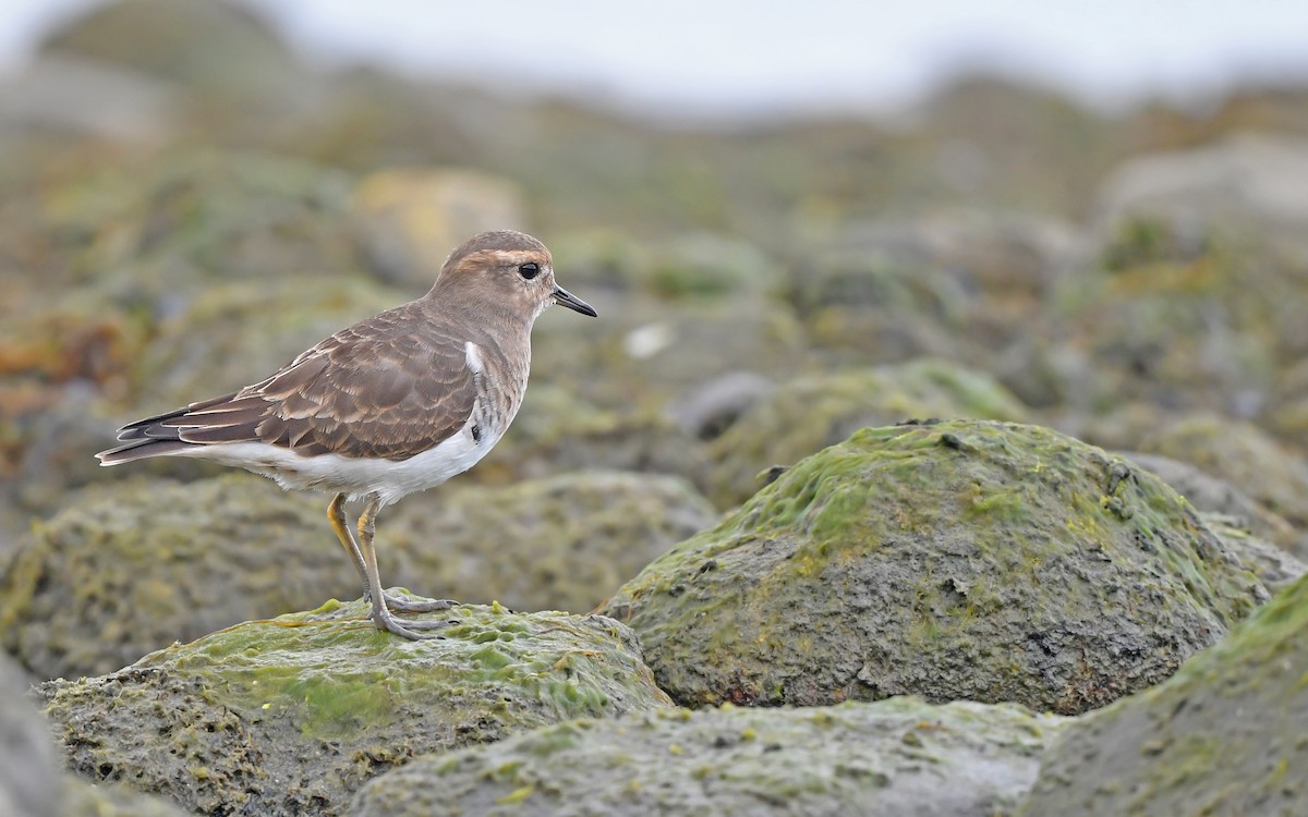 Rufous-chested Dotterel - ML620098415