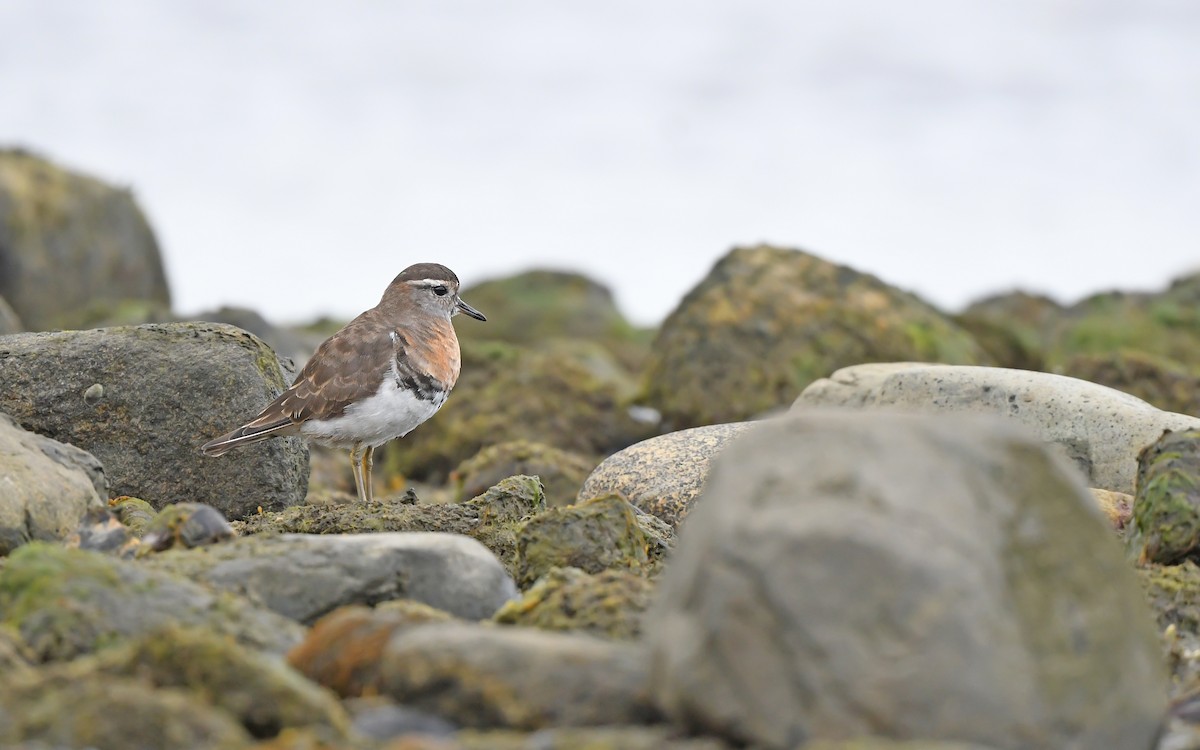 Rufous-chested Dotterel - ML620098416