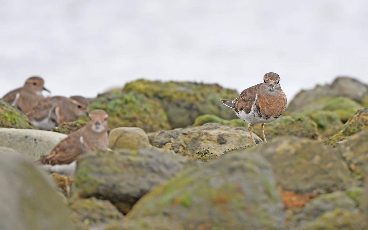 Rufous-chested Dotterel - ML620098417