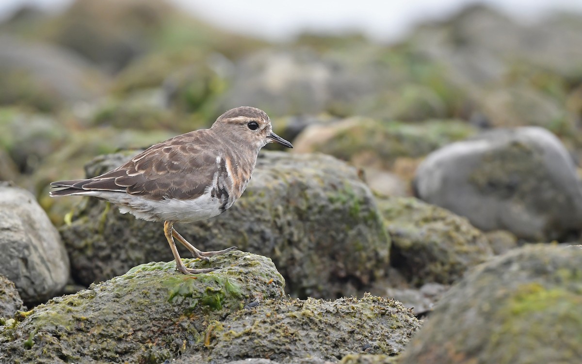 Rufous-chested Dotterel - ML620098418