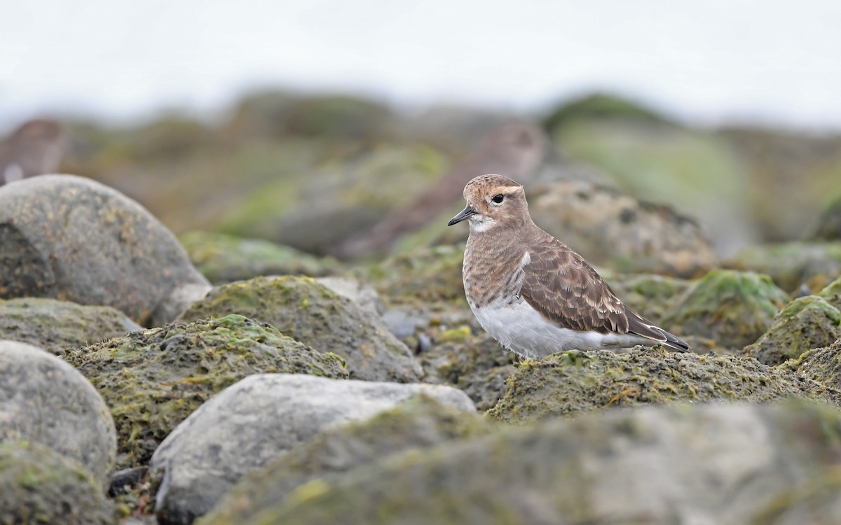 Rufous-chested Dotterel - ML620098419