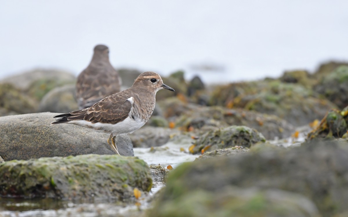 Rufous-chested Dotterel - ML620098420