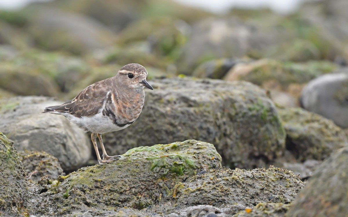 Rufous-chested Dotterel - ML620098421