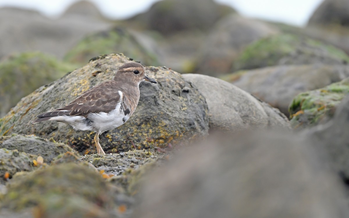 Rufous-chested Dotterel - ML620098422