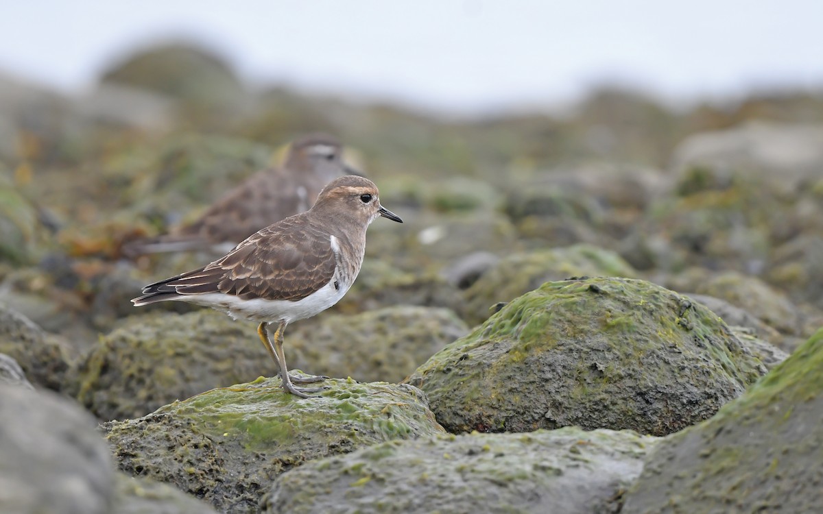 Rufous-chested Dotterel - ML620098423