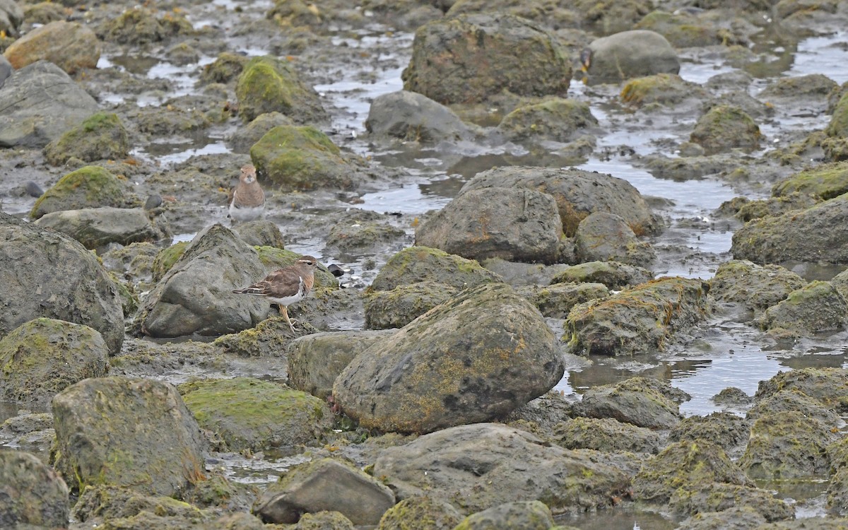 Rufous-chested Dotterel - ML620098425