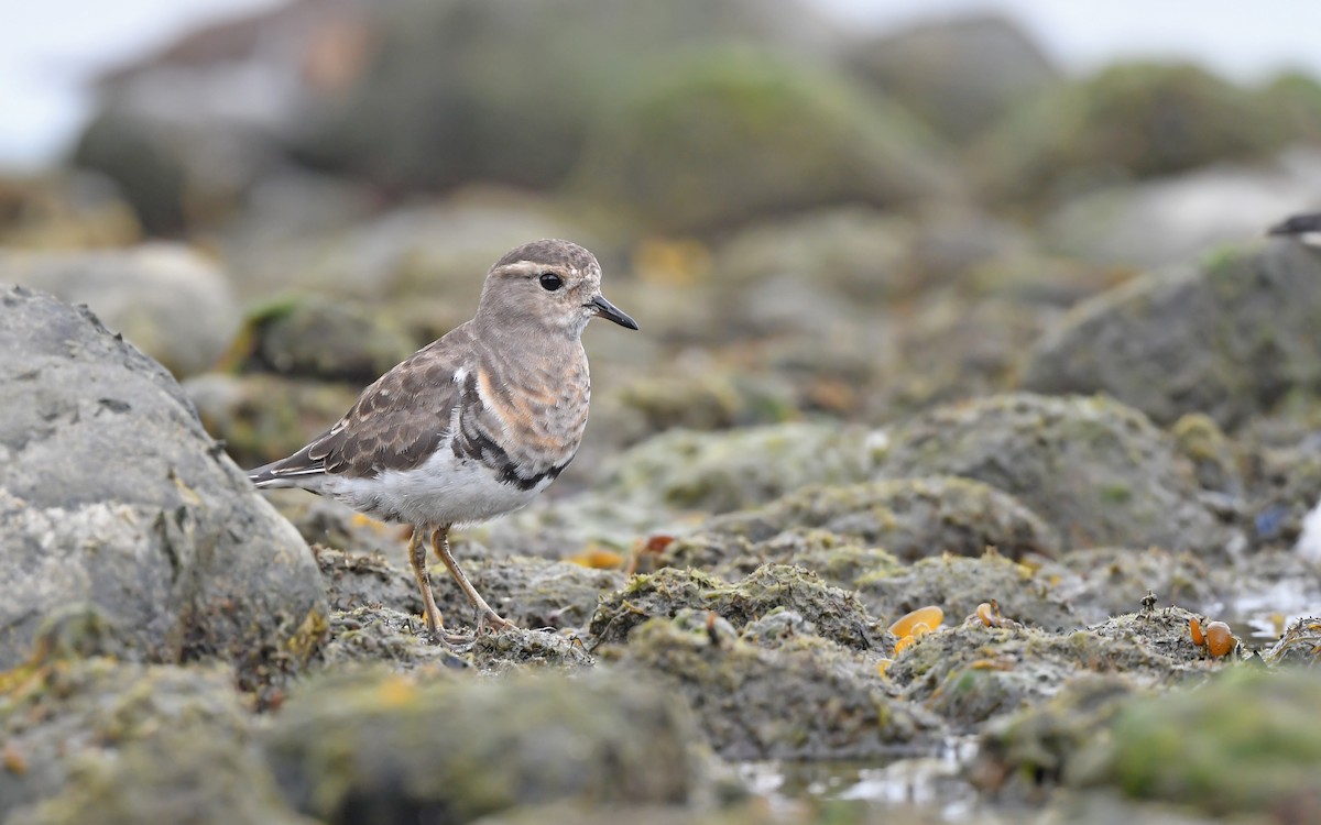 Rufous-chested Dotterel - ML620098428