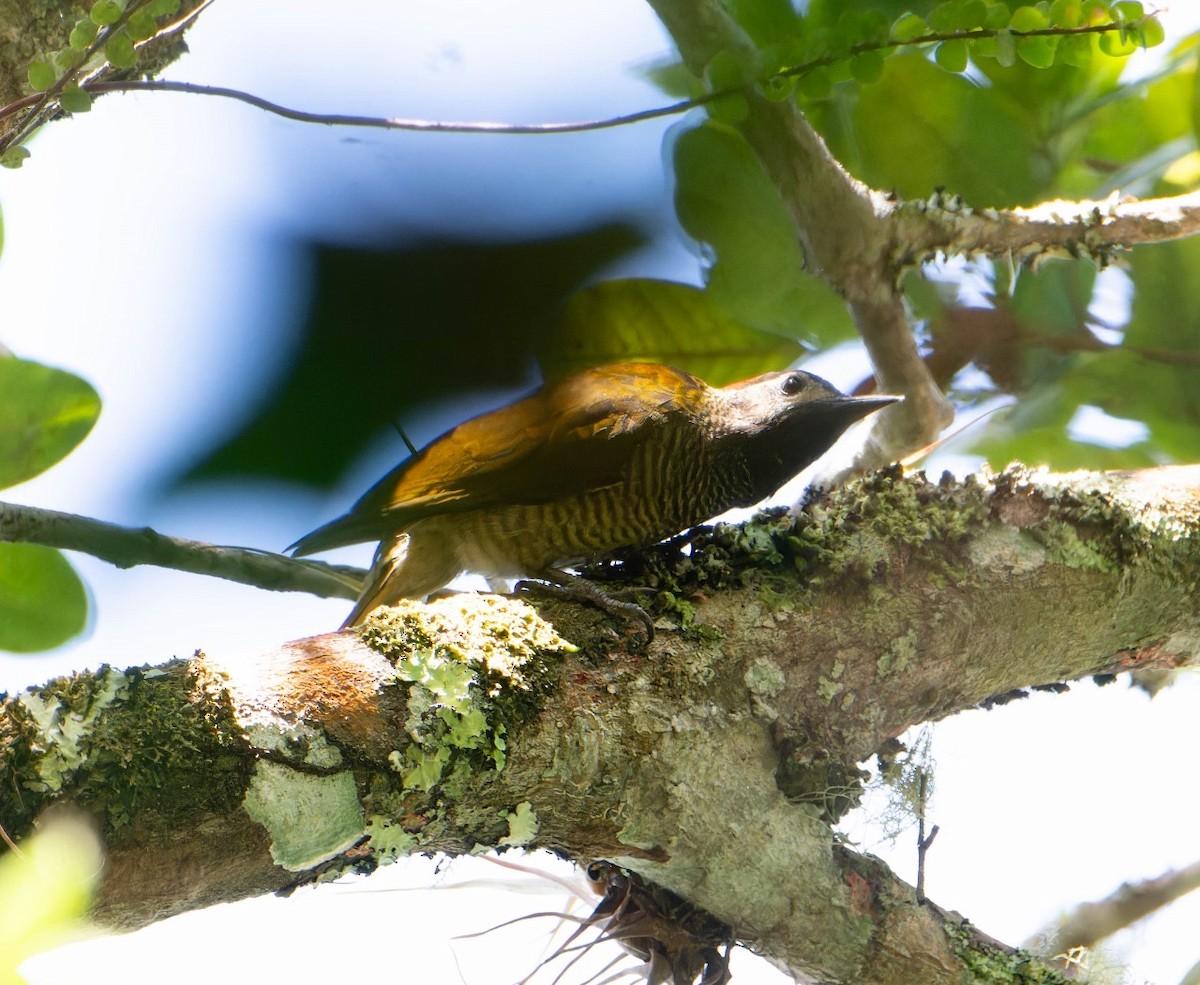 Golden-olive Woodpecker - ML620098438