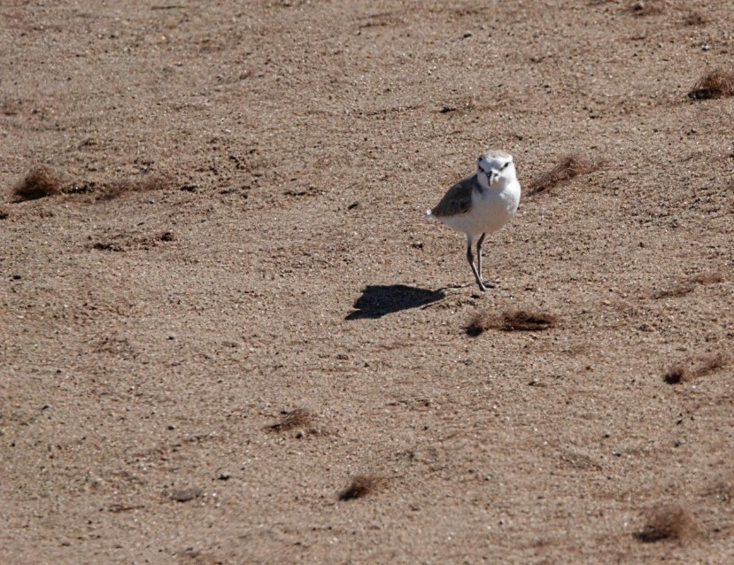 White-fronted Plover - ML620098447