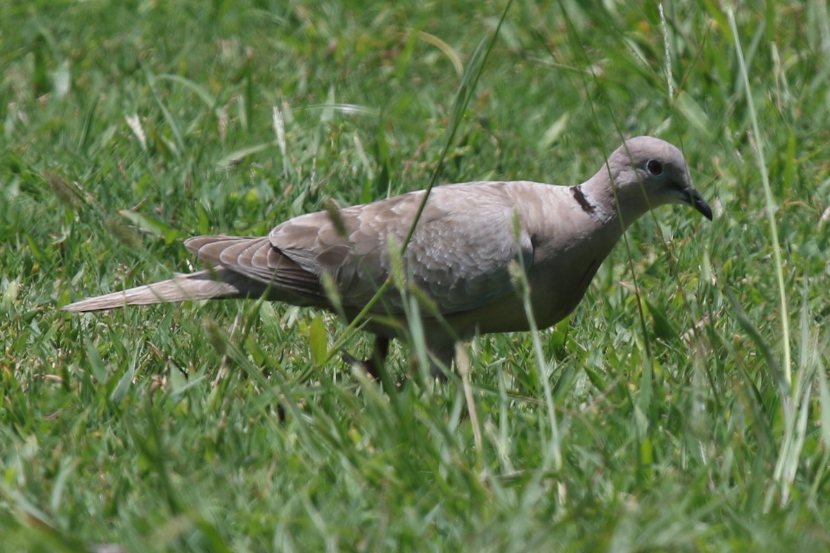 Eurasian Collared-Dove - ML620098459
