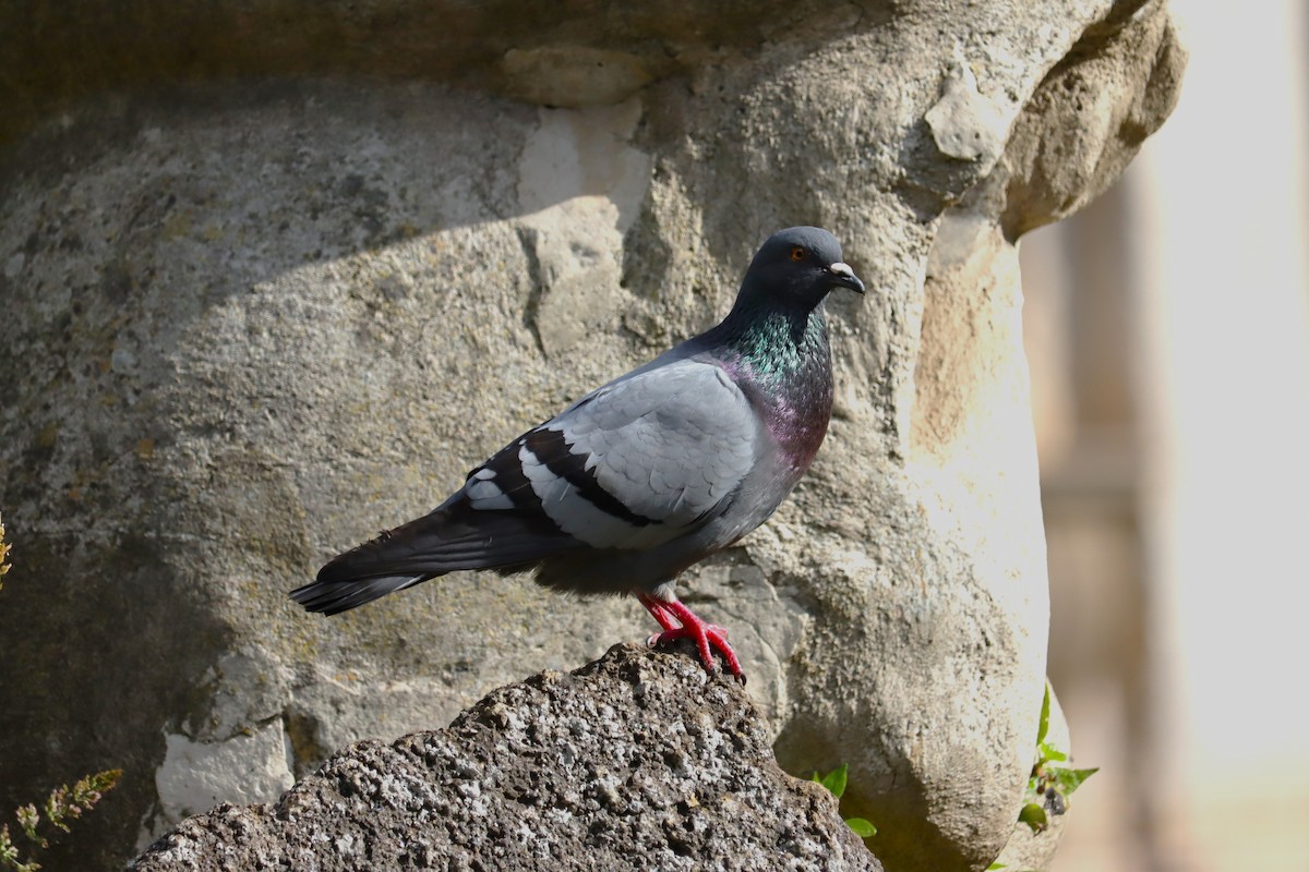Rock Pigeon (Feral Pigeon) - ML620098470