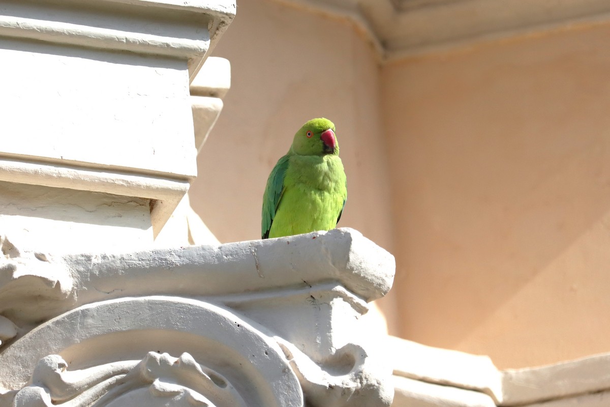 Rose-ringed Parakeet - ML620098474