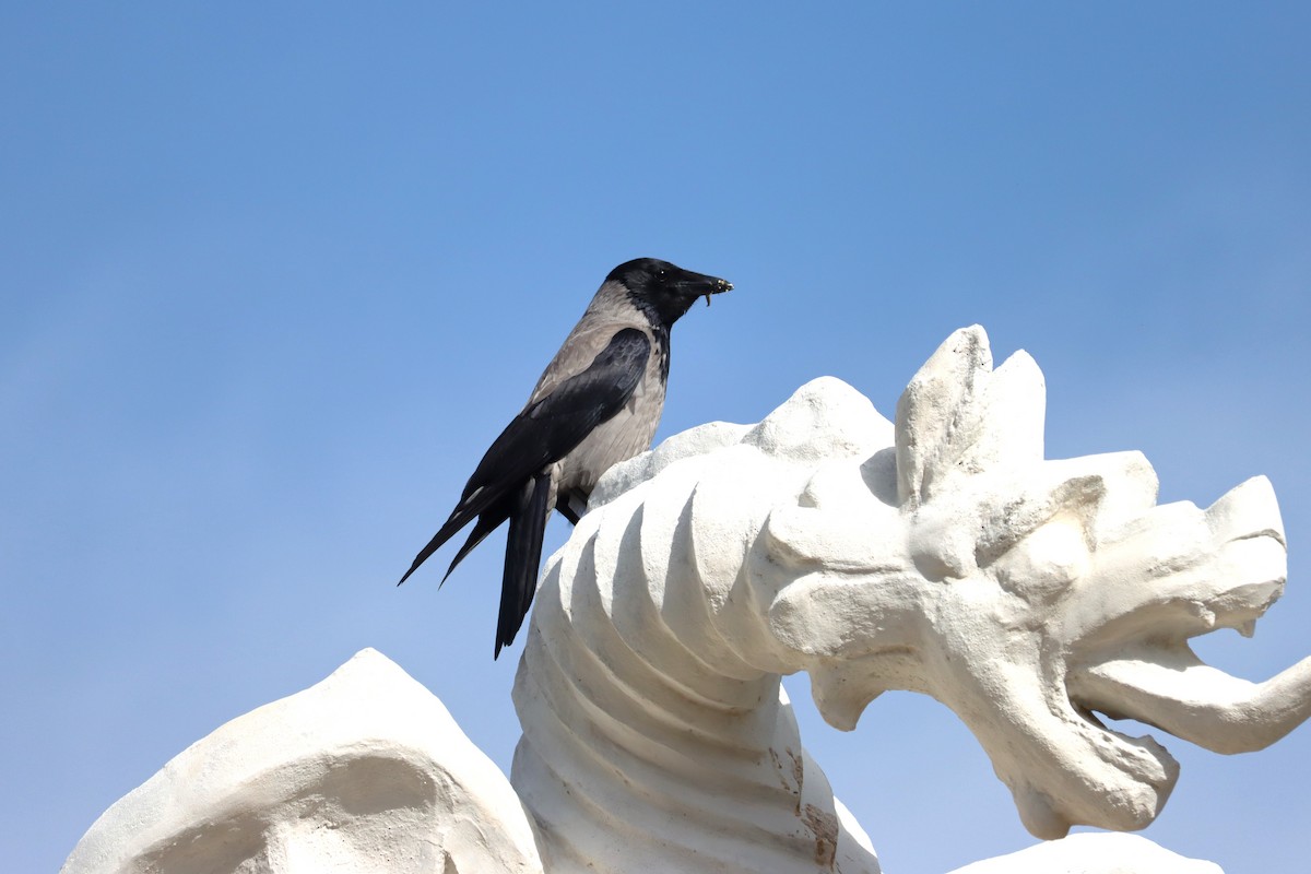 Hooded Crow - ML620098478