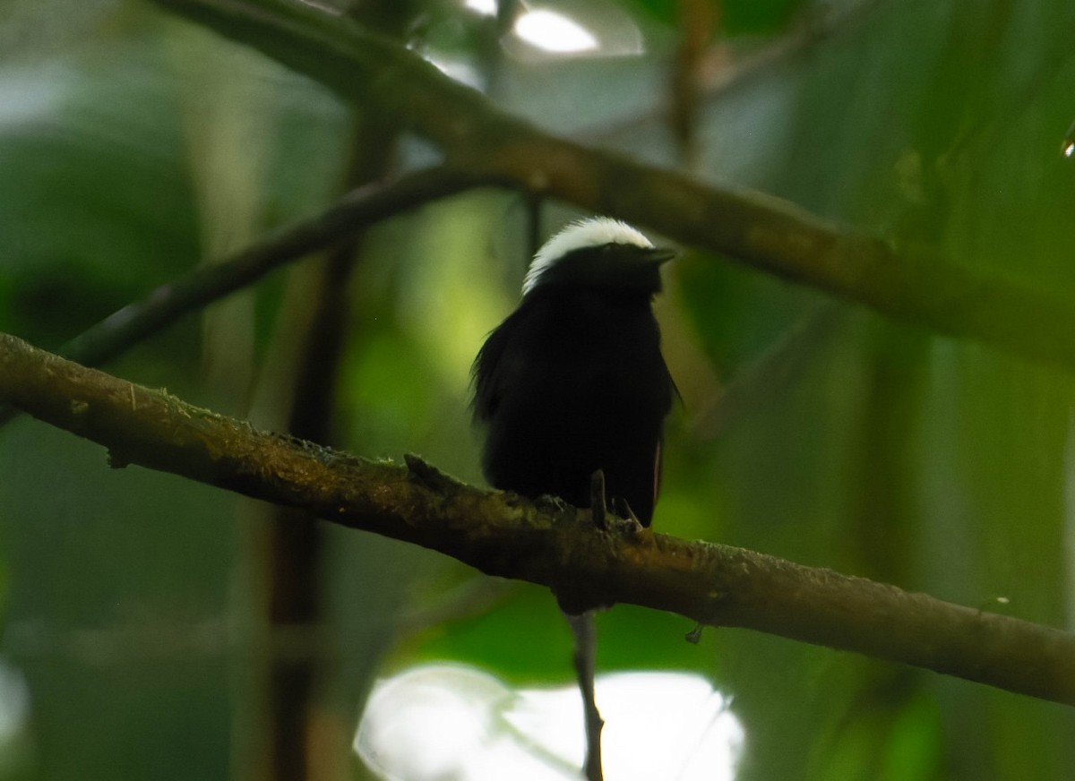 Manakin à tête blanche - ML620098480