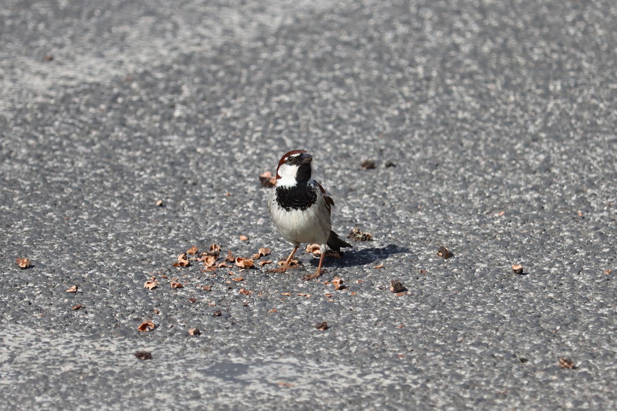 Moineau cisalpin - ML620098483