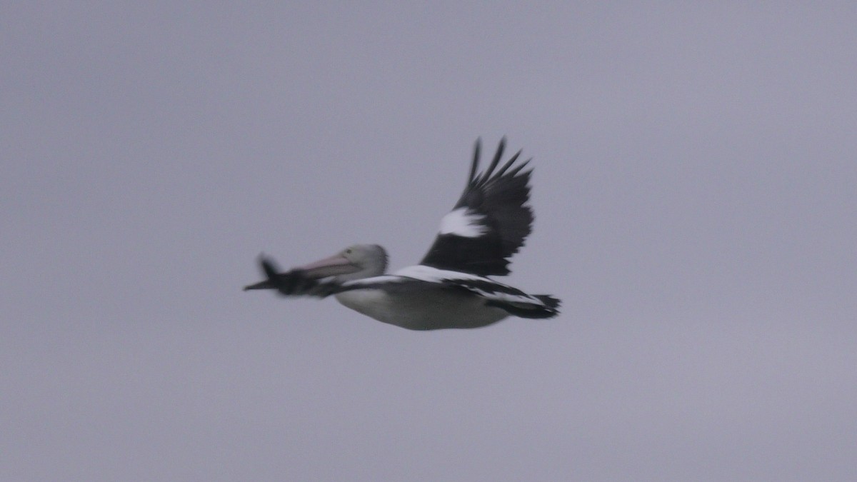 pelikán australský - ML620098499