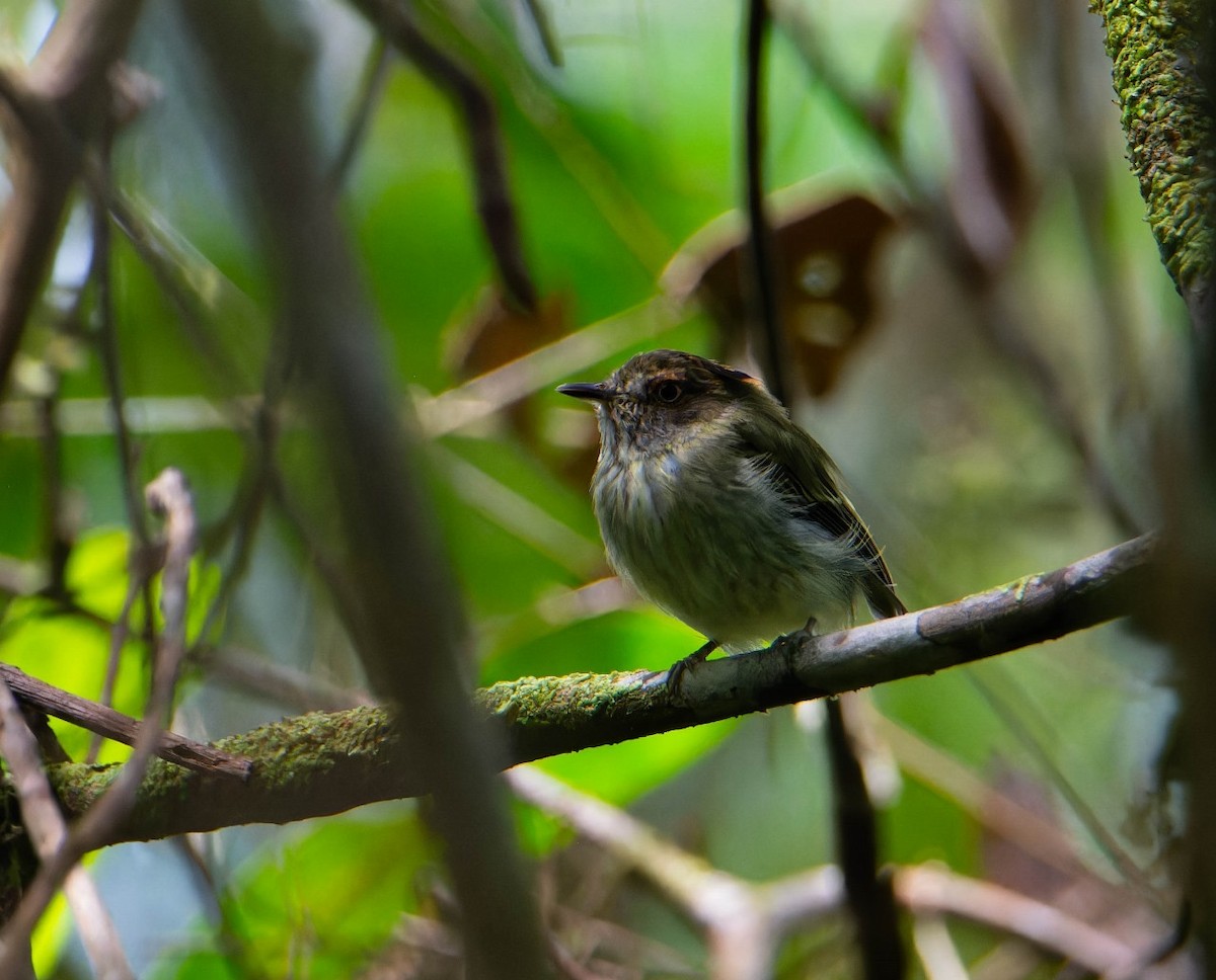 Scale-crested Pygmy-Tyrant - ML620098502