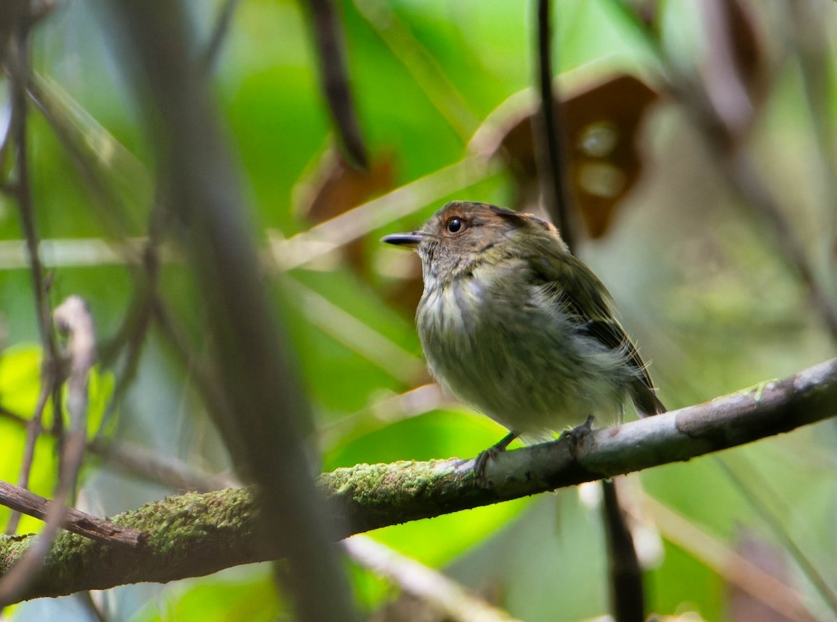 Scale-crested Pygmy-Tyrant - ML620098503