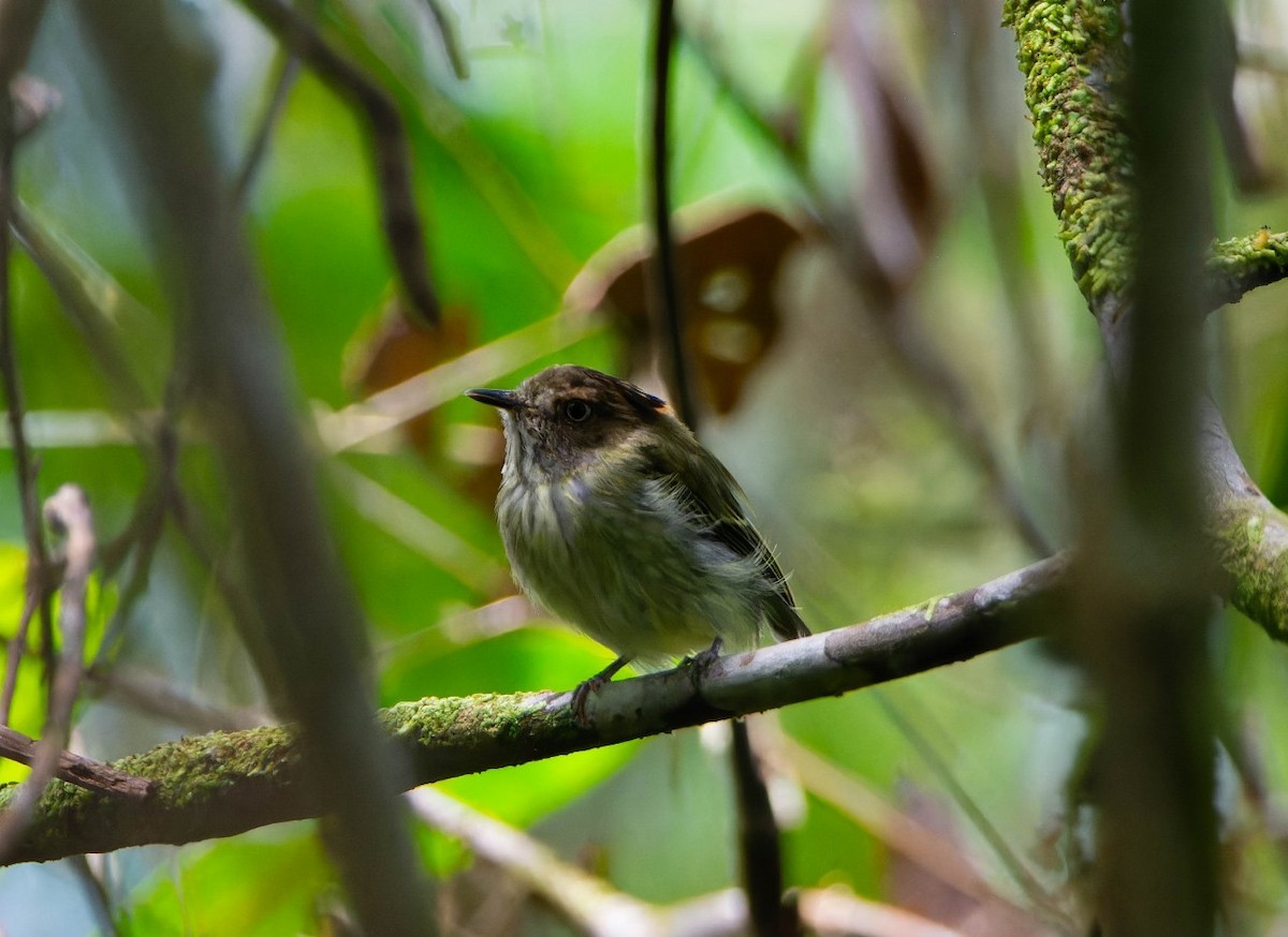 Scale-crested Pygmy-Tyrant - ML620098504