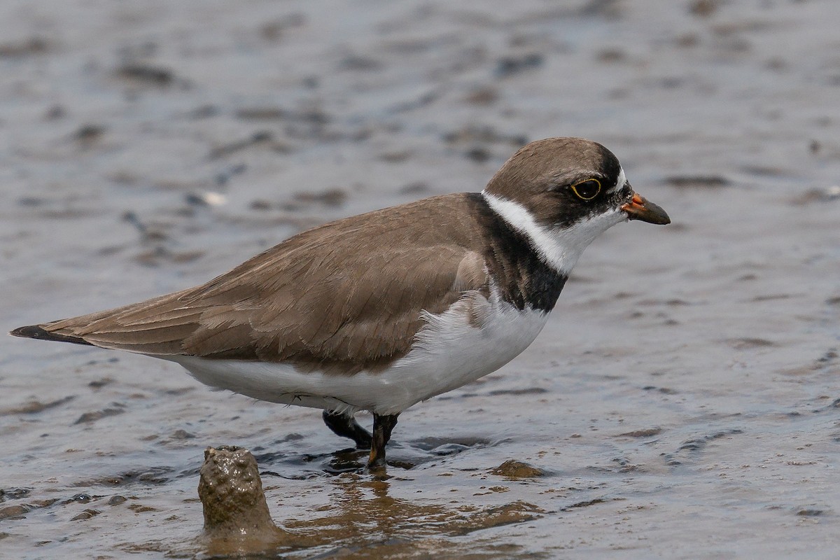 Semipalmated Plover - ML620098528