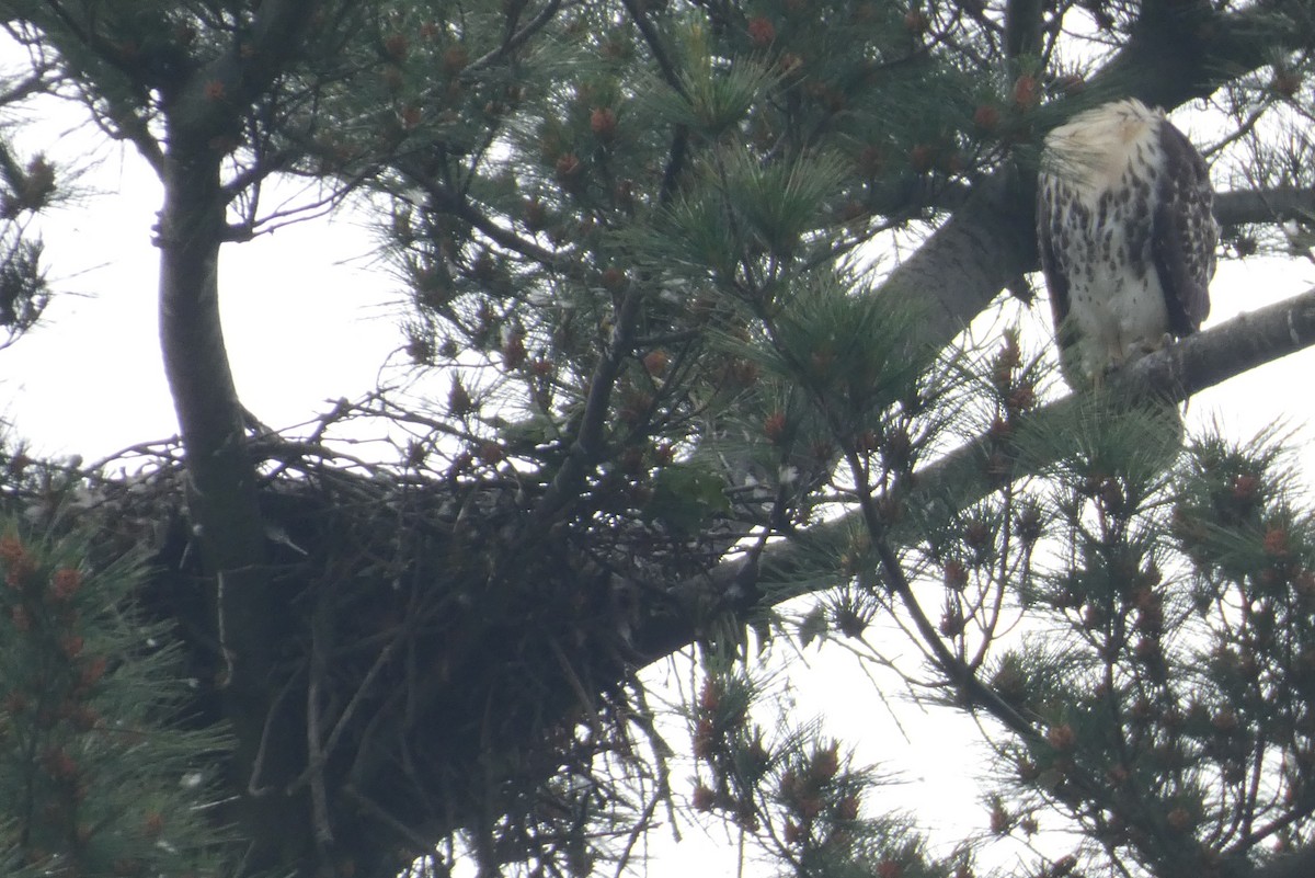 Red-tailed Hawk - ML620098556