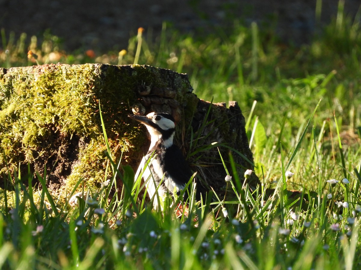 Great Spotted Woodpecker - ML620098573