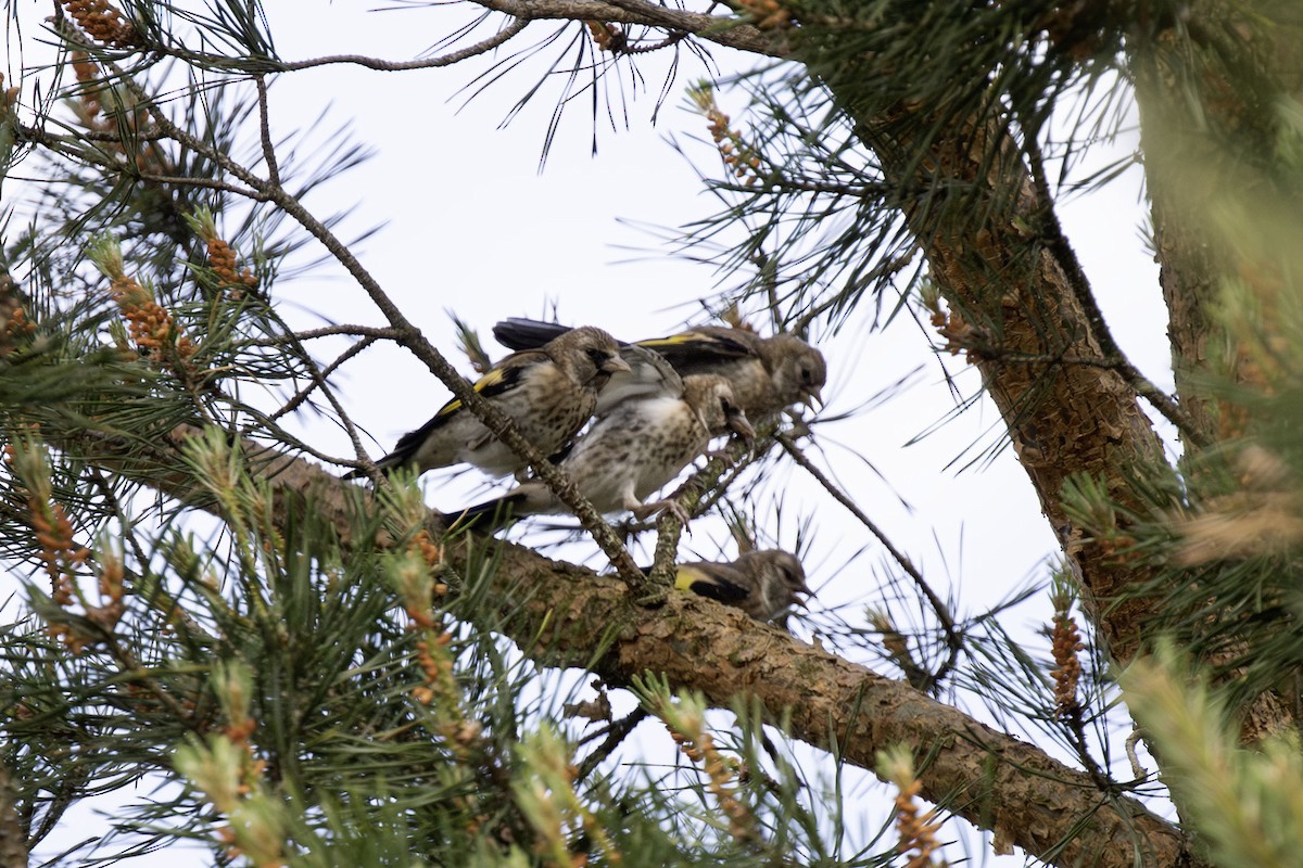 European Goldfinch - ML620098575