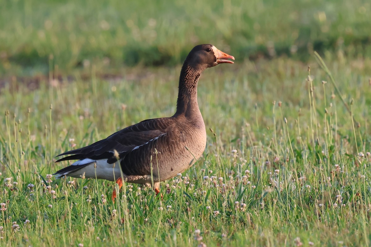Greater White-fronted Goose - ML620098579