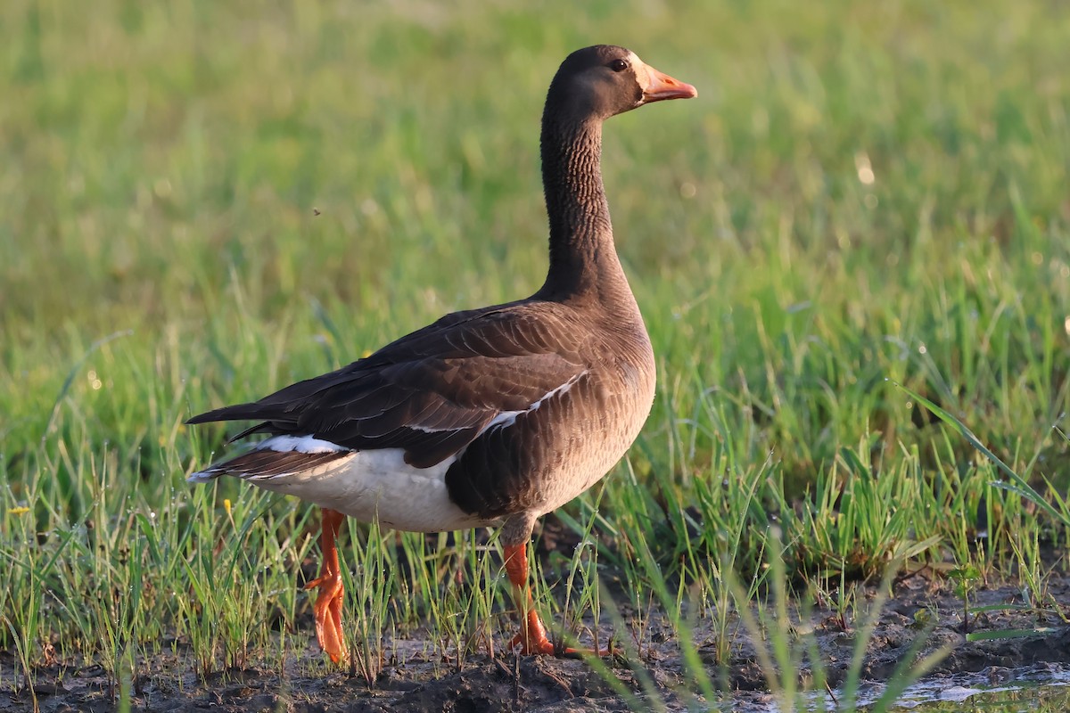Greater White-fronted Goose - ML620098580
